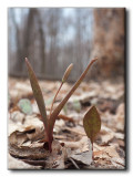 rythrone dAmrique (Erythronium americanum)