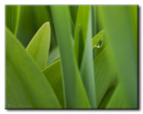 Goutte sur Vratre blanc (Veratrum album)