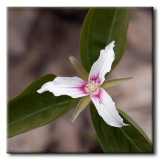 Trille ondul (Trillium undulatum)