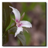 Trille ondul (Trillium undulatum)