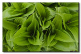 Vratre blanc (Veratrum album)