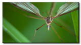 Tipule