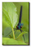 Demoiselle bistre - Calopteryx maculata