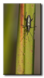 Coléoptère