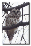 Chouette Rayée - Barred Owl - Strix varia