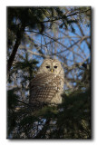 Chouette Rayée - Barred Owl - Strix varia
