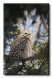 Chouette Rayée - Barred Owl - Strix varia