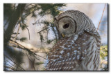 Chouette Raye - Barred Owl - Strix varia