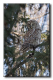 Chouette Raye - Barred Owl - Strix varia