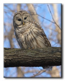 Chouette raye - Barred Owl - Strix varia