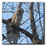 Chouette raye - Barred Owl - Strix varia