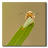 Chrysomèle