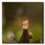 Mante religieuse - Mantis religiosa