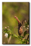 Mante religieuse - Mantis religiosa