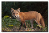 Renard roux