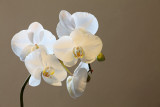 Orchid paleonopsis (IMG_7504ok.jpg)