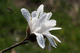 Magnolia stellata - zvezdasta magnolija (IMG_1830ok.jpg)