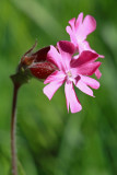 Silene dioica - rdei slizek (IMG_4728ok.jpg)