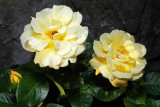 Roses - vrtnice (IMG_5497ok.jpg)
