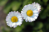 Bellis perennis - marjetica (IMG_9950ok.jpg)