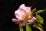 Rosa canina - ipek (IMG_6430ok.jpg)