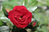 rose - vrtnica (IMG_8380o.jpg