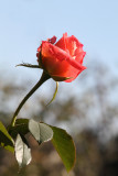 rose - vrtnica (IMG_0813ok.jpg