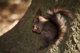 Squirrel (IMG_5161m.jpg)