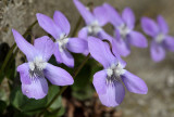 Viola odorata - diea vijolica (IMG_6282m.jpg)
