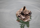 Funny duck (IMG_8278m.jpg)