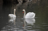 swan - labod grbec (IMG_8186m.jpg)