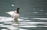 duck mallard (IMG_8212m.jpg)