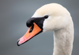 swan - labod grbec (IMG_8305ok.jpg)