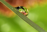 water drop with reflection (IMG_8680m.jpg)