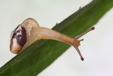 snail - polž (IMG_5847lm.jpg)