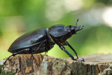 Lucanus cervus - roga (IMG_5921m.jpg)