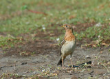 Roodkeelpieper (Anthus cervinus) 