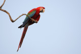 Red and green macaw