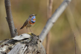 Roodgesterde blauwborst