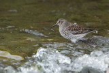 Paarse strandloper