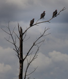 Three on a Tree