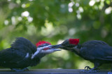 Feeding Time