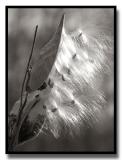 Silky Seeds