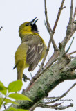 Orchard Oriole in Vermont 2011