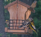 Evening Grosbeaks-fall plumage 3