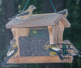 Evening Grosbeaks-fall plumage 4