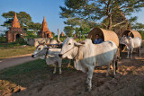 Oxcarts in Bagan