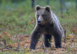 Brown Bears Finland