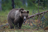Brown Bears Finland