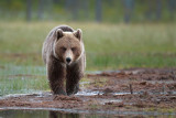 Brown Bears Finland